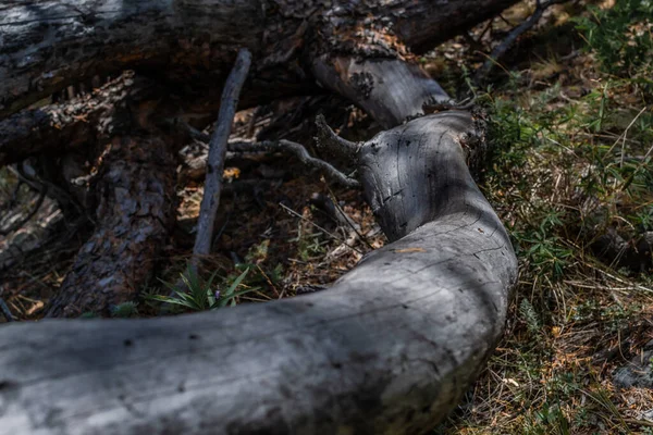 회색의 매끈하고 매끄러운 나무줄기가 그림자 — 스톡 사진
