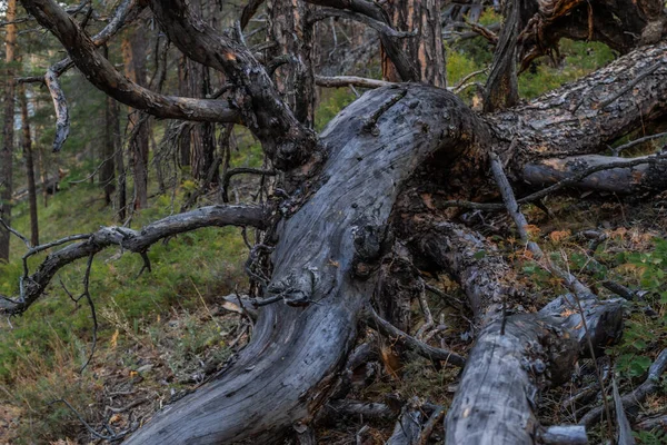 뒤틀린 꼬불꼬불 나무는 꺼지고 베어내어 가벼운 소나무 — 스톡 사진