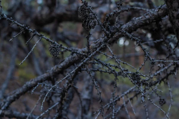 회색타고 가지들과 바이칼 침엽수의 세포들 — 스톡 사진