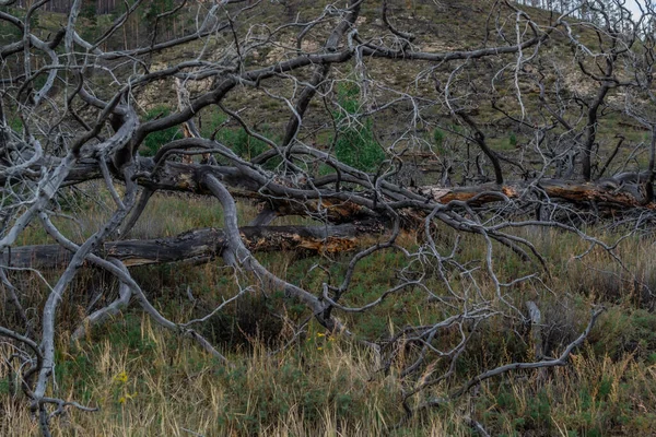 곡선들이 나뭇가지들이 나무들이 경사지에 있습니다 위에서 — 스톡 사진