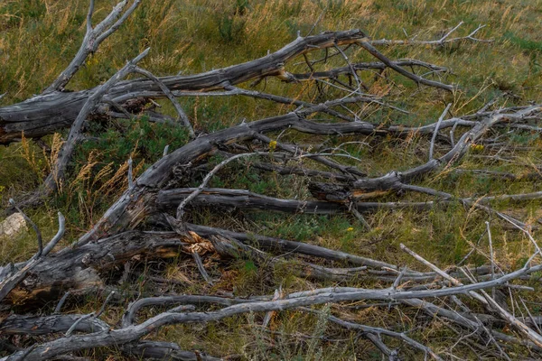 Gamla Döda Grå Kurvor Vridna Träd Med Grenar Fällda Efter — Stockfoto