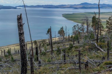 Dağın yamacındaki yeşil sarı çimlerde çıkan yangından sonra kurumuş, kırık gövdeler devrilmiş ağaçlar arasında toplanır. Mavi Baykal Gölü kıyısındaki çam ormanı. Ufuktaki dağlar. Sibirya Doğa Alanı