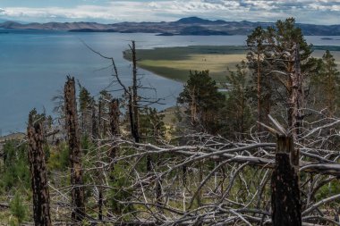 Dağın yamacında çıkan yangından sonra ağaçların arasında dallarla birlikte kurumuş ölü bir gövde. Mavi Baykal Gölü kıyısındaki çam ormanı. Ufuktaki dağlar. Sibirya Doğa Alanı