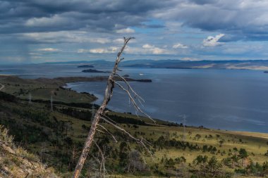 Dağın yamacındaki yeşil sarı çimlerin üzerinde, dalları olmayan kuru kuru, çıplak bir ağaç. Mavi Baykal Gölü. Gökyüzü bulutlu, dağlar ufukta. Sibirya Doğa Alanı