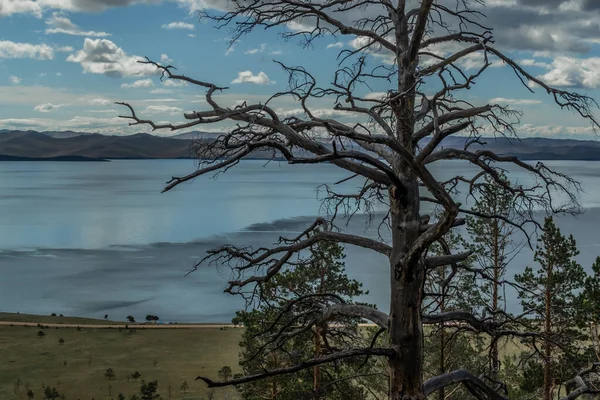 Arbre Mort Sec Après Feu Dans Forêt Pins Sur Rivage — Photo