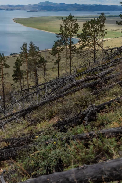 Árboles Secos Troncos Muertos Talados Después Del Fuego Verde Hierba — Foto de Stock