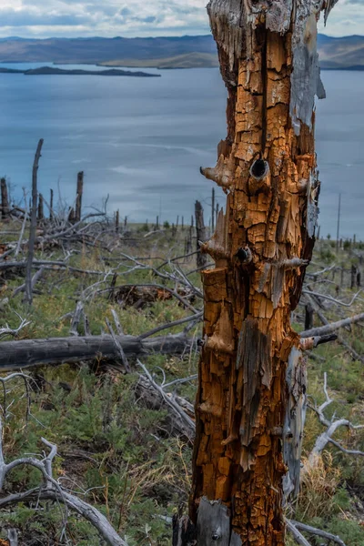 Tronc Texturé Rouge Brocken Mort Sec Parmi Les Arbres Abattus — Photo