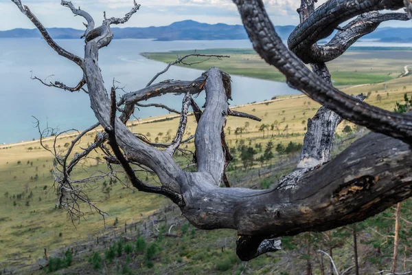 Rameau Sombre Arbre Brûlé Sur Fond Baie Lac Sibérien Bleu — Photo