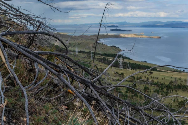 Arbre Mort Sec Après Feu Abattu Herbe Verte Jaune Sur — Photo