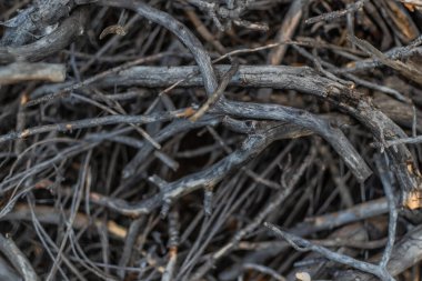 İnce gri ışık kıvrımlı dallar, desen. Doğa üstüne ateş.