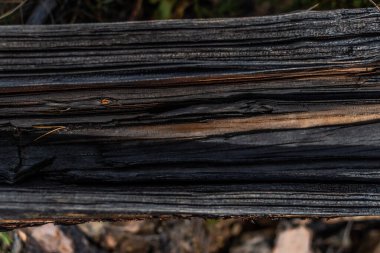 Fibröz parçalanmış ağaç gövdesi. Çatlaklar, çizgiler