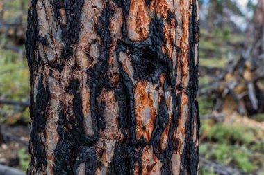 Eski kozalaklı kozalaklı ağaç kabuğunun dokuması yanmış siyah kabuğu. Doğa