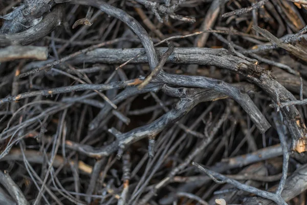 Thin Small Gray Light Winding Curved Branches Pattern Nature Fire — Stock Photo, Image