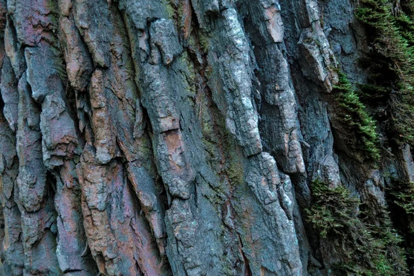 이끼와 이끼가 나무껍질에 구멍을 뚫었다 소나무 — 스톡 사진