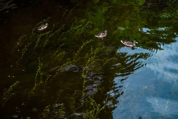Die Enten Schwimmen Auf Dem Teich Mit Dem Reflex Des — Stockfoto
