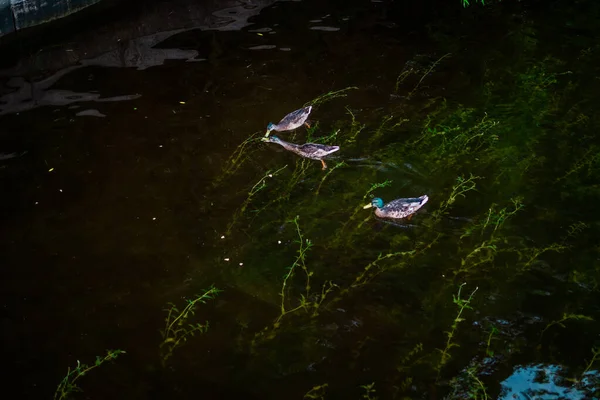 Drei Enten Schwimmen Auf Dem Teich Mit Dem Spiegelbild Des — Stockfoto