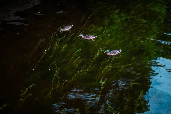 Ducks Swim Pond Reflection Cloudy Blue Sky Trees Park Green — Stock Photo, Image