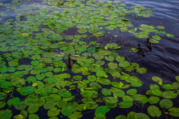 Drie Eenden Zwemmen Vijver Tussen Groene Bladeren Van Waterlelies Met — Stockfoto