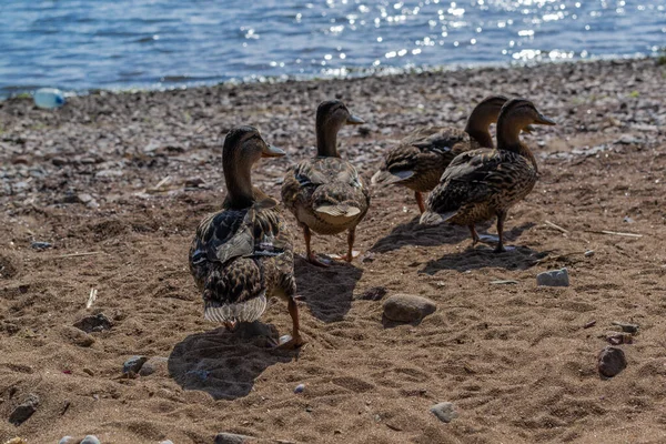 Patru Rațe Brune Merg Grup Lungul Țărmului Pietricele Nisipoase Căutarea — Fotografie, imagine de stoc