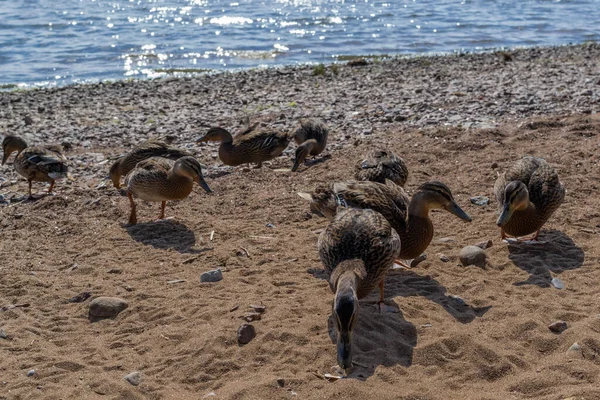Nur Wenige Enten Laufen Gruppen Entlang Der Sandigen Kieselküste Wellen — Stockfoto