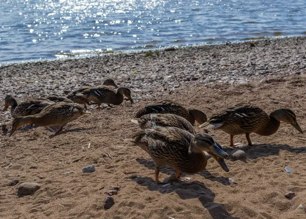 Peu Canards Marchent Groupe Long Côte Sablonneuse Galets Vagues Dans — Photo