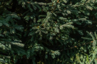 Yeşil hacimli kozalaklı Sibirya ağaçlarının güneş ışığı altında yeşil hacimli iğneleri.