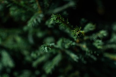 Koyu yeşil hacimli küçük iğneler kozalaklı Sibirya ağaçlarının dalları üzerinde güneş ışığında. Makro