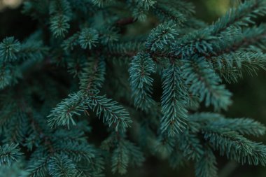 Hafif turkuaz mavi hacimli küçük iğneler Sibirya ormanındaki kozalaklı yeşil ladin ağacının dalları üzerinde