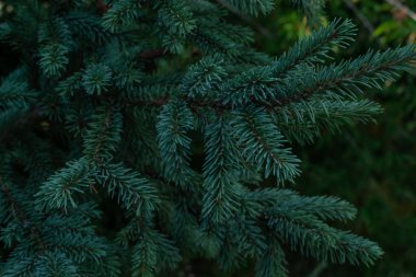 Sibirya ormanlarındaki kozalaklı çam ağacının dallarında mavi turkuaz hacimli iğneler.
