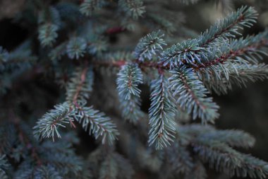 Sibirya ormanlarındaki kozalaklı beyaz ladin ağacının dalları üzerinde hafif turkuaz hacimli küçük iğneler.