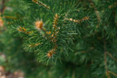 Ormandaki kozalaklı bir Sibirya çam ağacının açık turuncu dallarına kabarık yeşil hacimli iğneler.