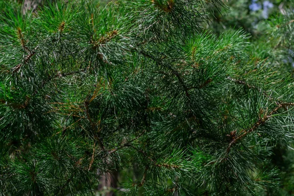 Aghi Volumetrici Luminosi Verdi Albero Siberiano Conifere Nella Foresta Alla — Foto Stock