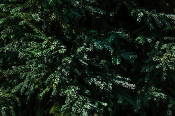 Green Fluffy Volumetric Small Needles Branches Coniferous Siberian Spruce Tree — Stock Photo, Image