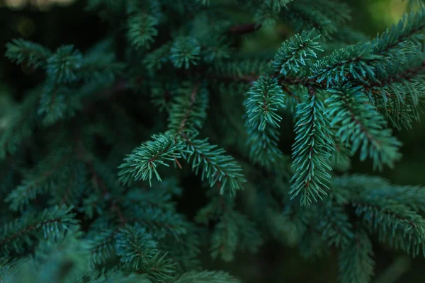 Green Blue Volumetric Small Needles Branches Coniferous Siberian Spruce Tree — Stock Photo, Image