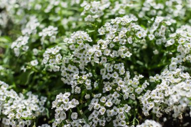 Küçük yeşil çalılıklarda küçük taç yaprakları olan birçok beyaz güzel çiçek yazın güneş ışığında açar.