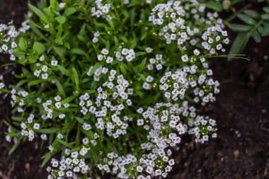 Küçük yeşil çalılıklarda küçük taç yaprakları olan birçok beyaz küçük çiçek yazın toprak kahverengi çiçek tarhında açar.