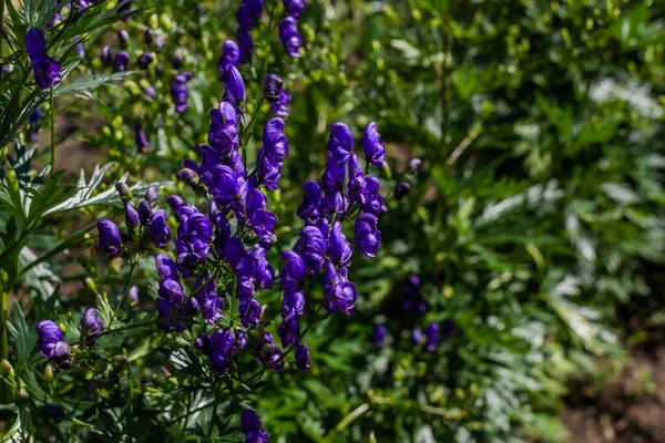 Flores Aconite Roxo Azul Monkshood Wolfsbane Arbustos Verdes Perene Jardim — Fotografia de Stock