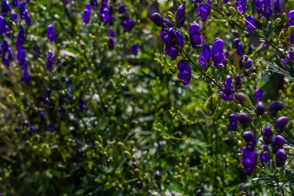 Lila Akonitblüten Eisenhut Bilsenkraut Auf Grünem Strauch Staude Sommergarten Unter — Stockfoto