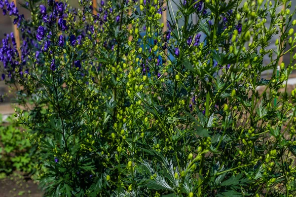 Botões Verdes Imaturos Jovens Flores Aconite Roxas Azuis Monkshood Wolfsbane — Fotografia de Stock