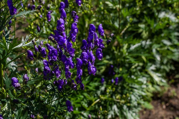 Mor Mavi Boğanotu Aconit Çiçekleri Yeşil Bir Çalılıktaki Kurtboğan Güneş — Stok fotoğraf
