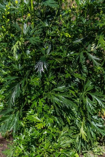 Shiny carved aconite leaves, wolfsbane, monkshood on a green bush, foliage perennial plant in summer garden in sun light