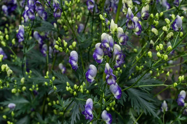 Flores Aconite Roxo Azul Com Botões Verdes Imaturos Jovens Monkshood — Fotografia de Stock