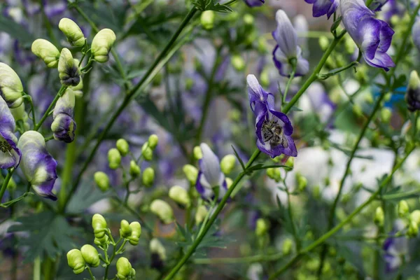 Hommel Knop Van Blauwe Paarse Aconiet Bloemen Monnikskap Wolfsbane Onder — Stockfoto