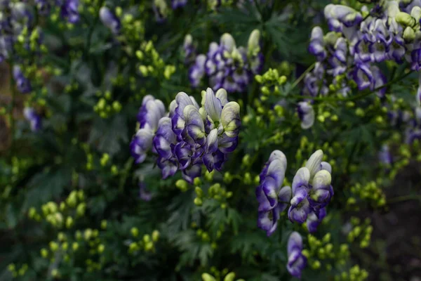 Blue Purple Monkshood Aconite Flowers Wolfsbane Green Bush Perennial Summer — Stock Photo, Image