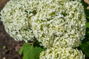Büyük, yuvarlak ağaçlar yemyeşil çalılıklardaki beyaz ortanca çiçekleri. Ebedi bitki, güneşli yaz bahçesi.