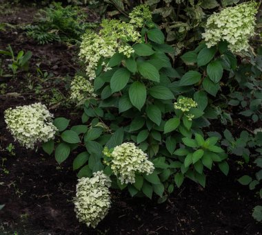 Büyük, gür, beyaz Annabelle ortanca çiçekleri yeşil çalı yaprağı, bahçedeki uzun ömürlü bitki.