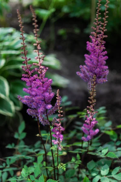 Bloeiende Roze Paarse Pluizige Bloemen Van Astilba Vaste Plant Met — Stockfoto