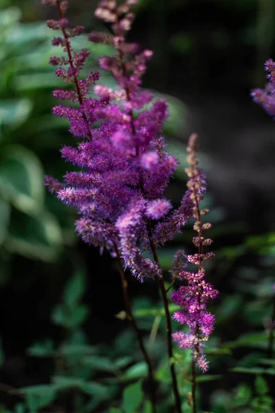 Pink Purple Fluffy Flowers Astilba Perennial Plant Thin Brown Twigs — Stock Photo, Image