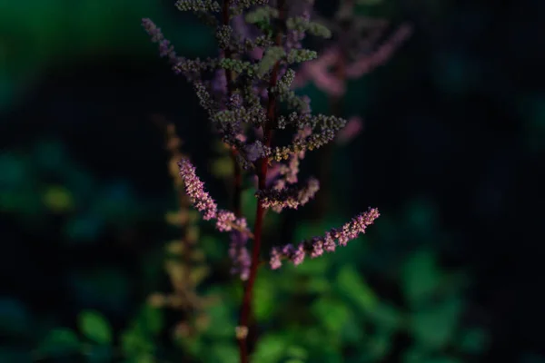 兰花的紫色粉红绒毛花绽放 多年生植物 有浅褐色分枝 夏日花园 — 图库照片