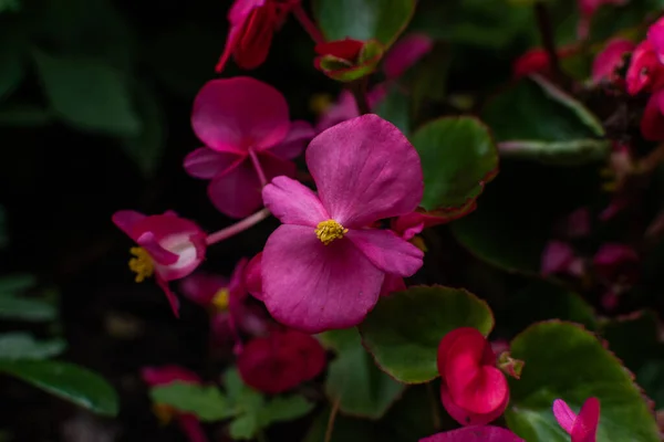 Gyönyörű Kis Rózsaszín Begónia Virágok Sárga Középső Zöld Levelek Egy — Stock Fotó